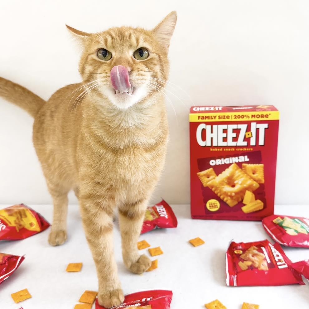 Enlarge CHEEZIT, an adopted Domestic Short Hair in Flint, TX image 3/3