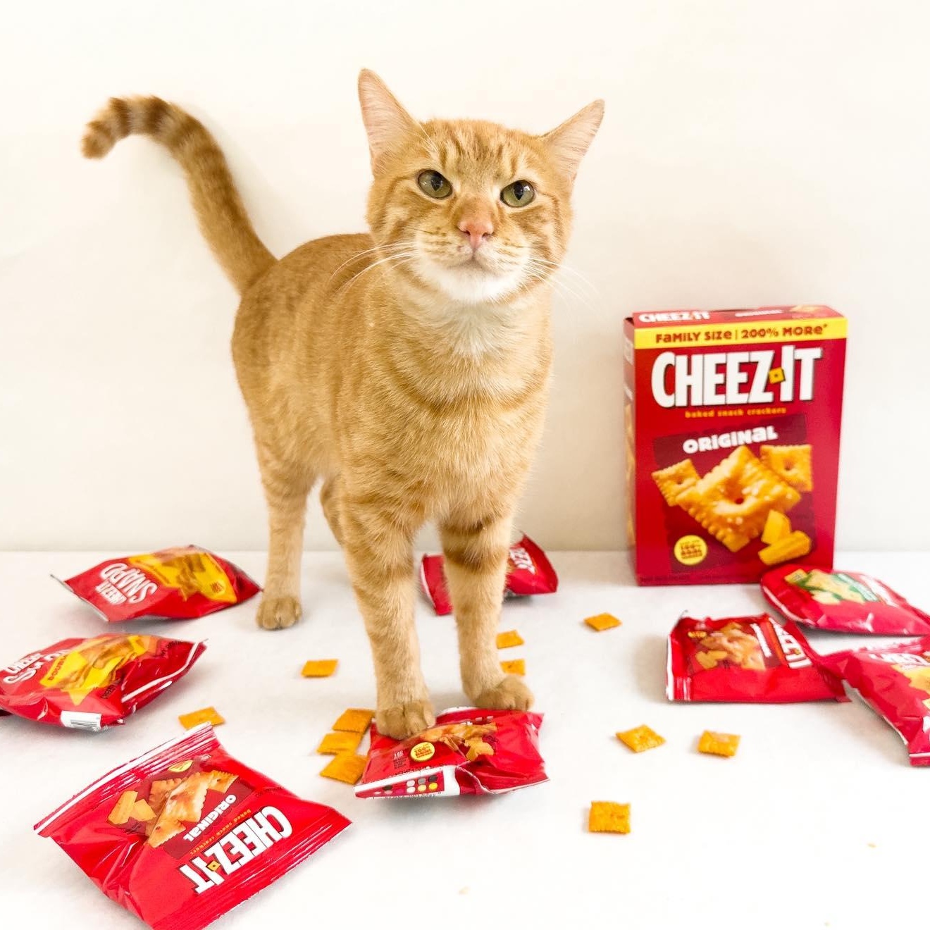 Enlarge CHEEZIT, an adopted Domestic Short Hair in Flint, TX image 1/3