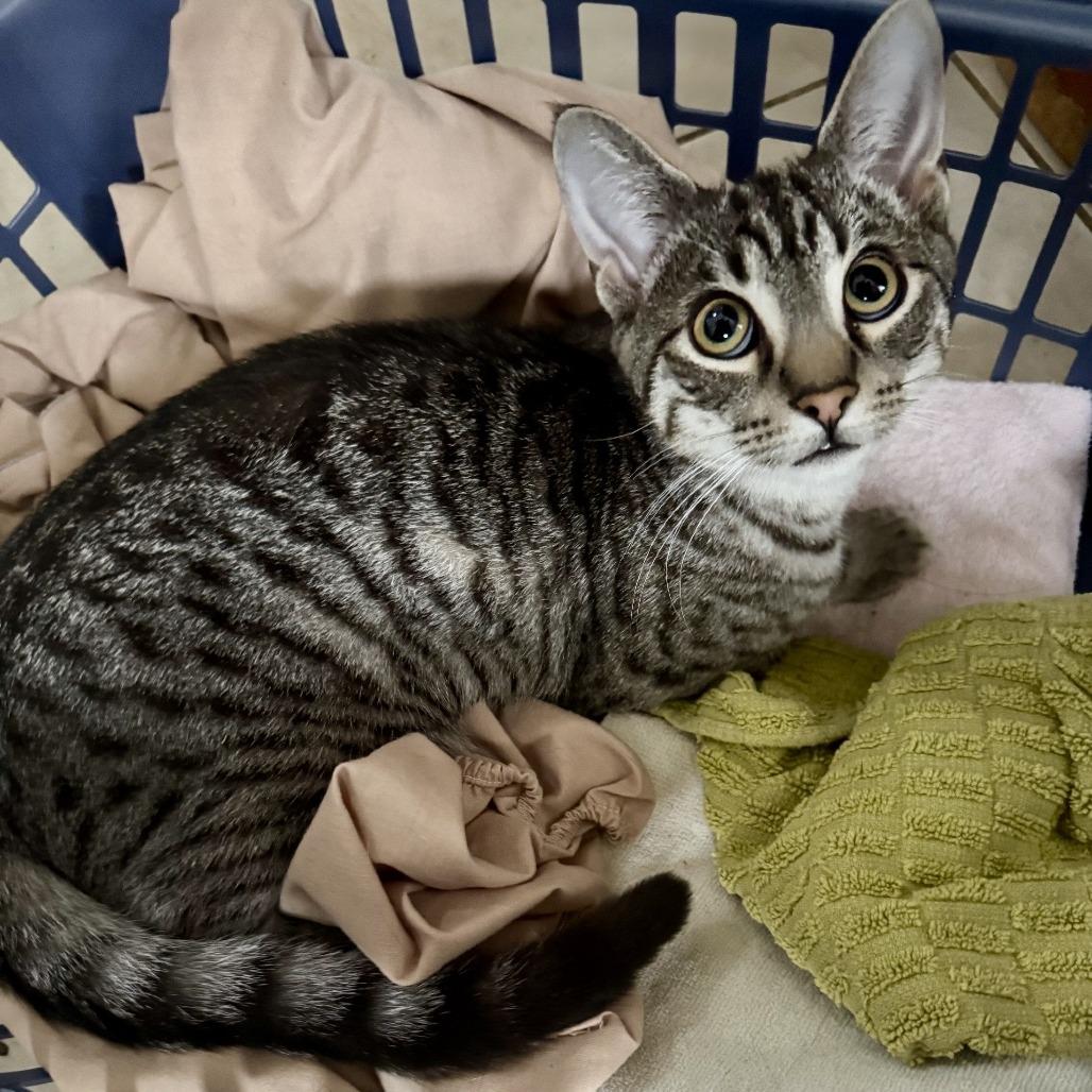 Godzilla, Adoptable, Young Male Domestic Short Hair.