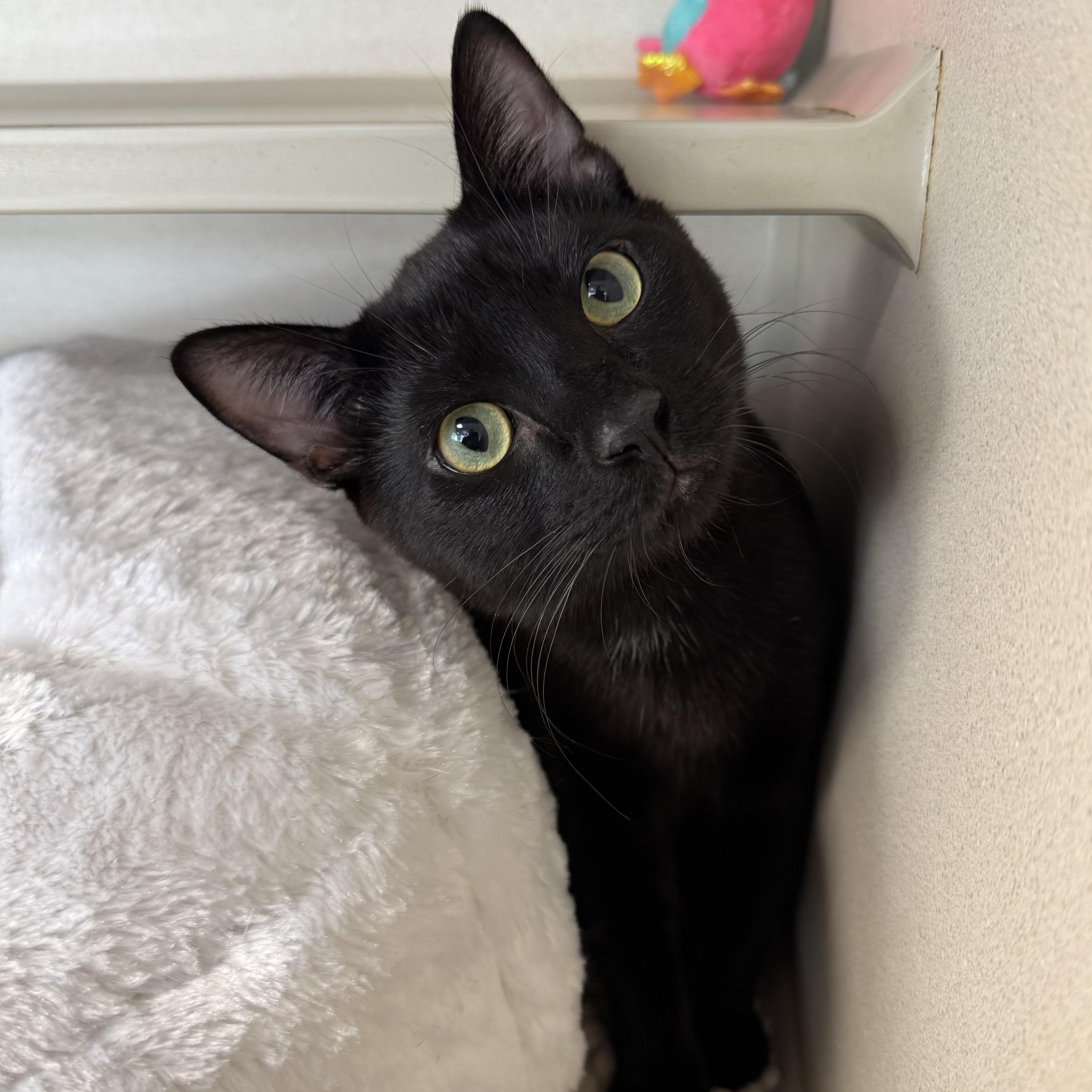 Enlarge Conan Black, a ADOPTABLE Domestic Short Hair in Eatontown, NJ image 4/6
