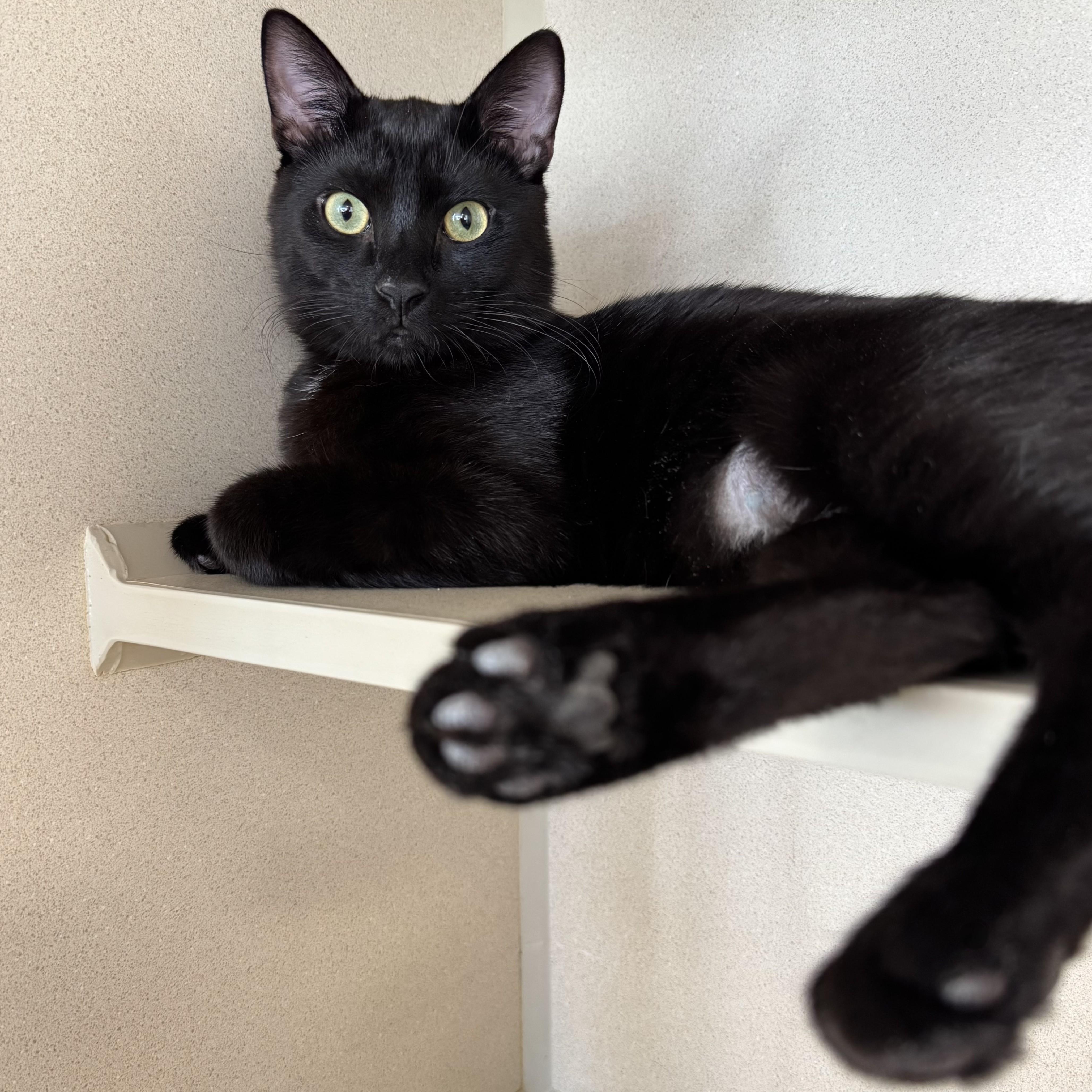 Enlarge Conan Black, a ADOPTABLE Domestic Short Hair in Eatontown, NJ image 3/6