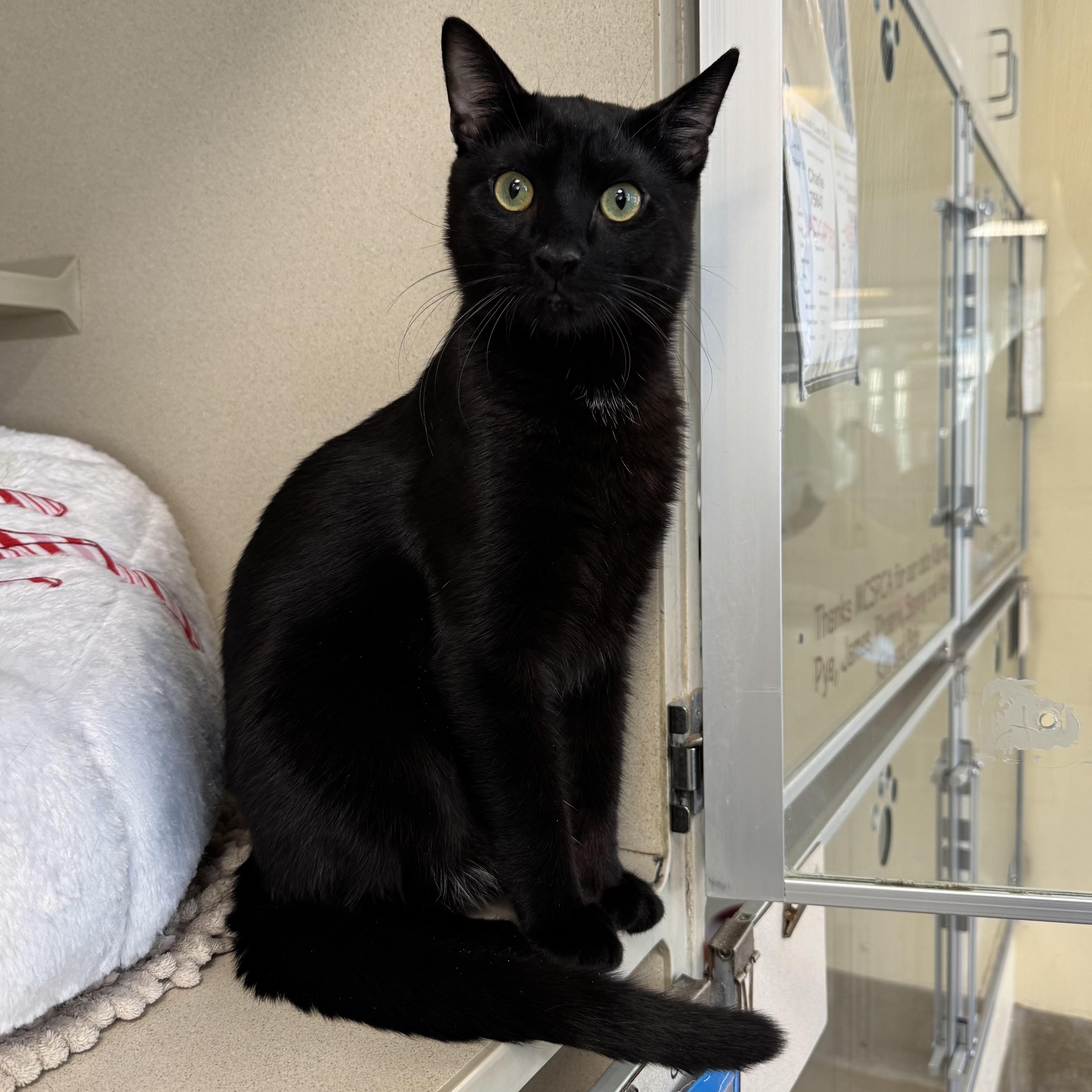 Enlarge Conan Black, a ADOPTABLE Domestic Short Hair in Eatontown, NJ image 6/6