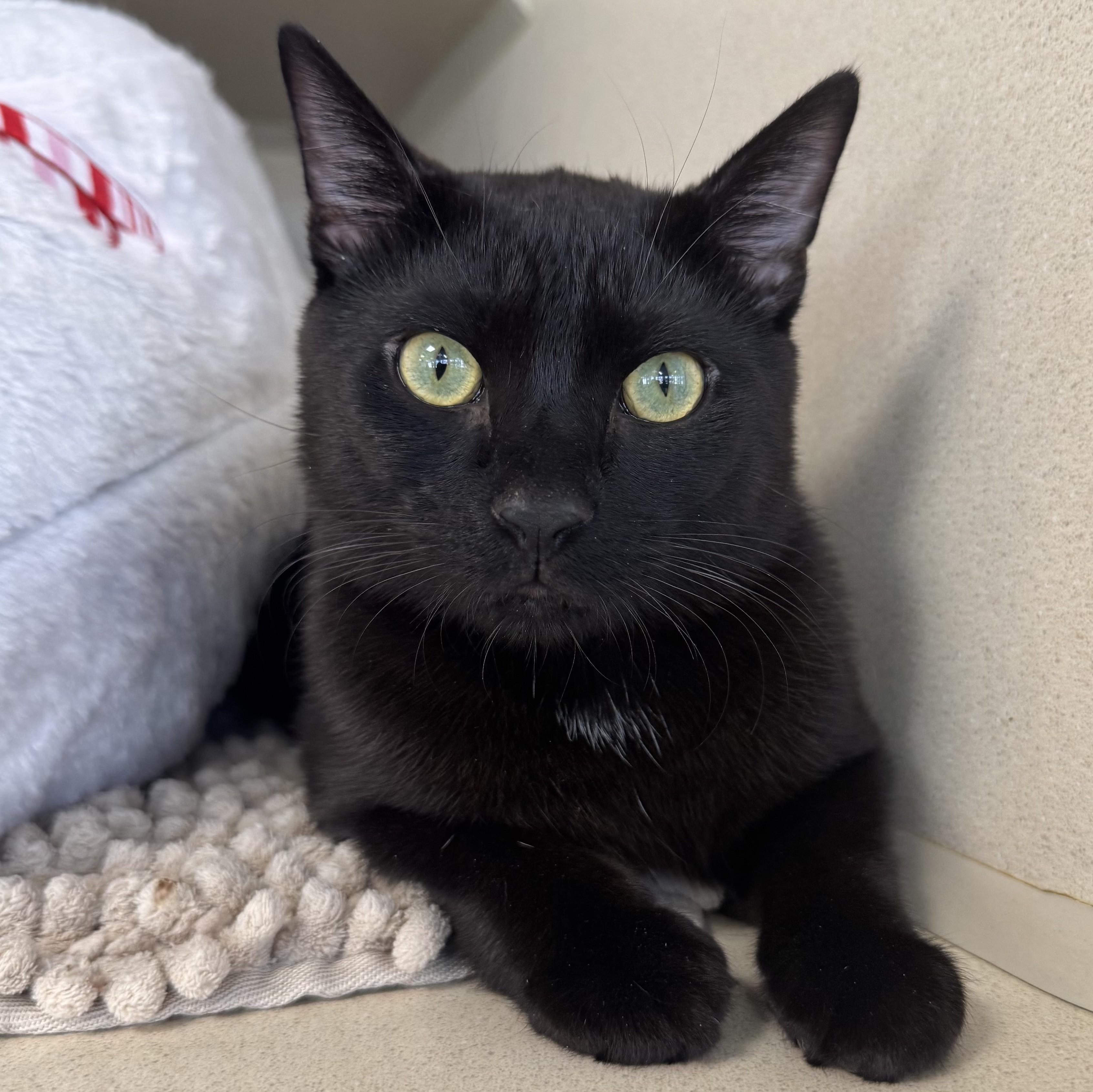 Conan Black, ADOPTABLE, Adult Male Domestic Short Hair.