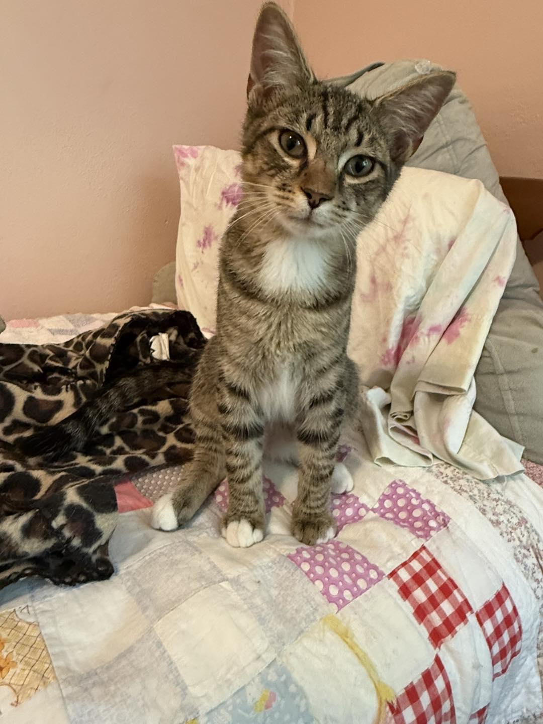 Diego