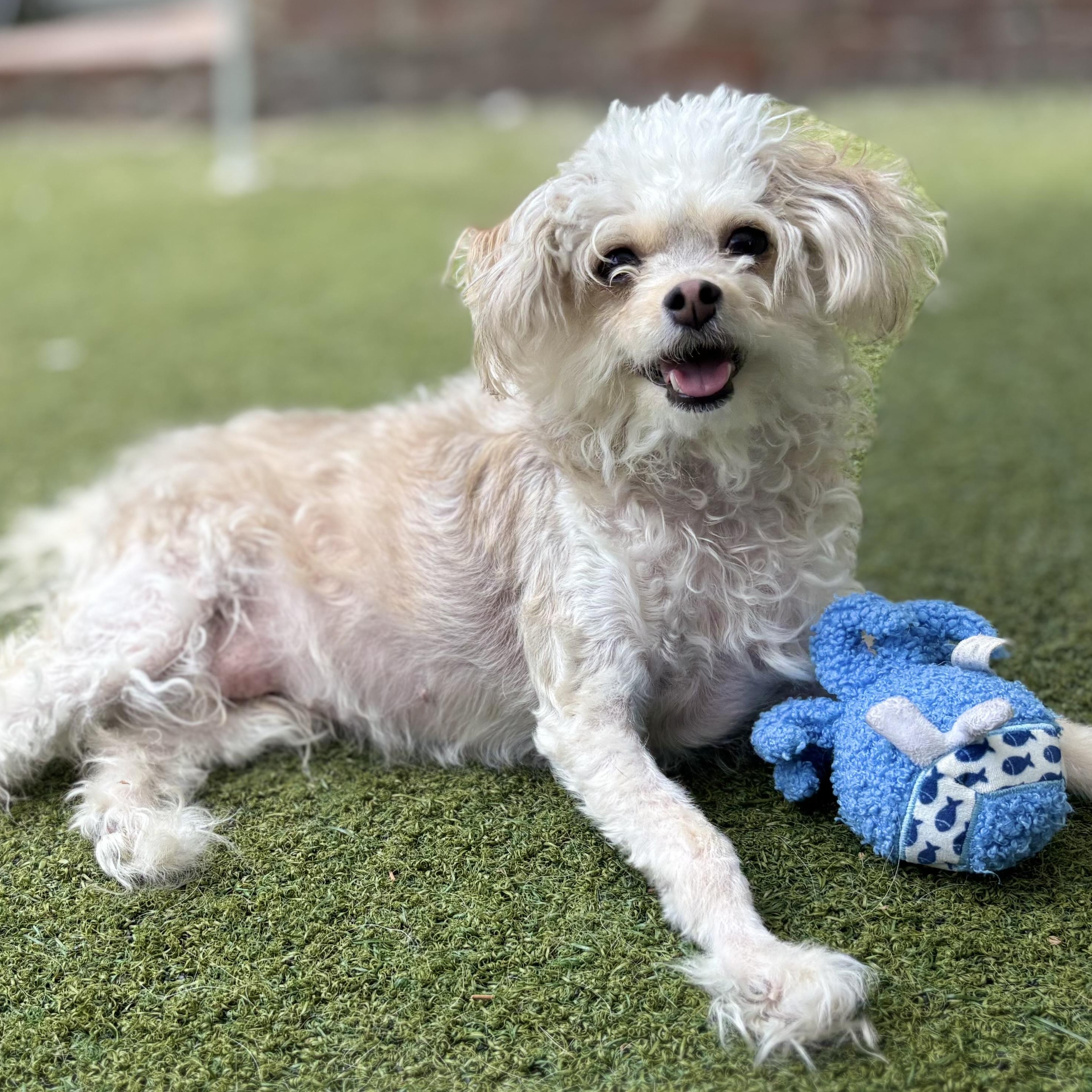 Eudora, adopted, Young Female Maltese & Miniature Poodle.