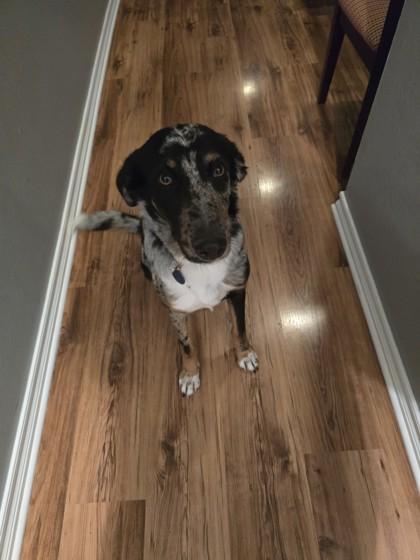 Kismet 51536, ADOPTABLE, Adult Female Mixed Breed.