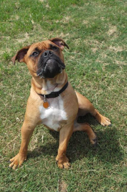 Enlarge Callie, a Adopted English Bulldog in Farmersville, TX image 1/4