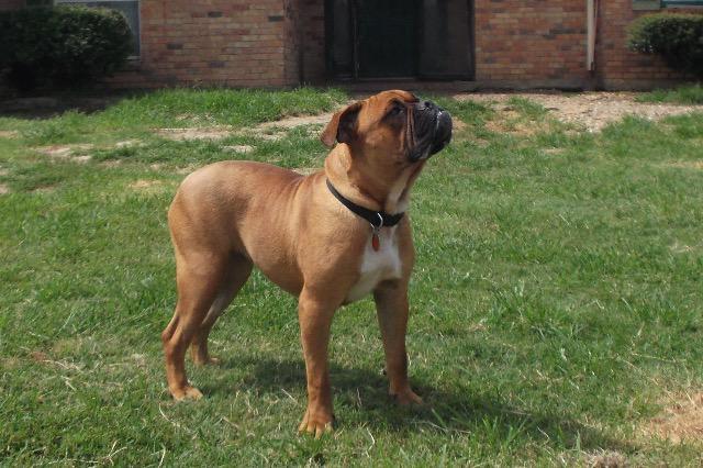 Enlarge Callie, a Adopted English Bulldog in Farmersville, TX image 2/4