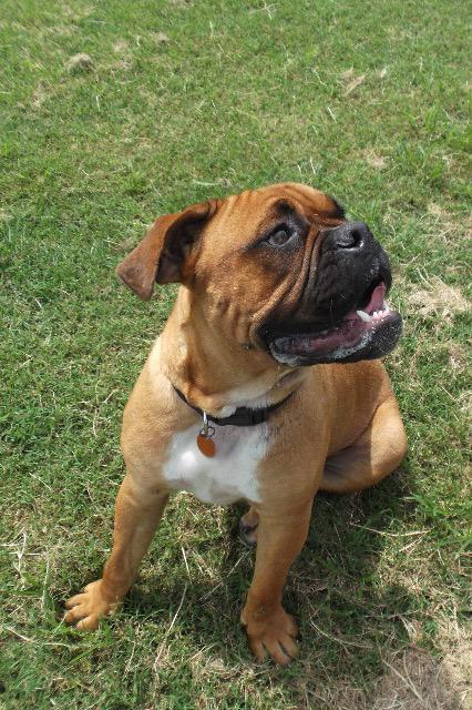 Enlarge Callie, a Adopted English Bulldog in Farmersville, TX image 3/4