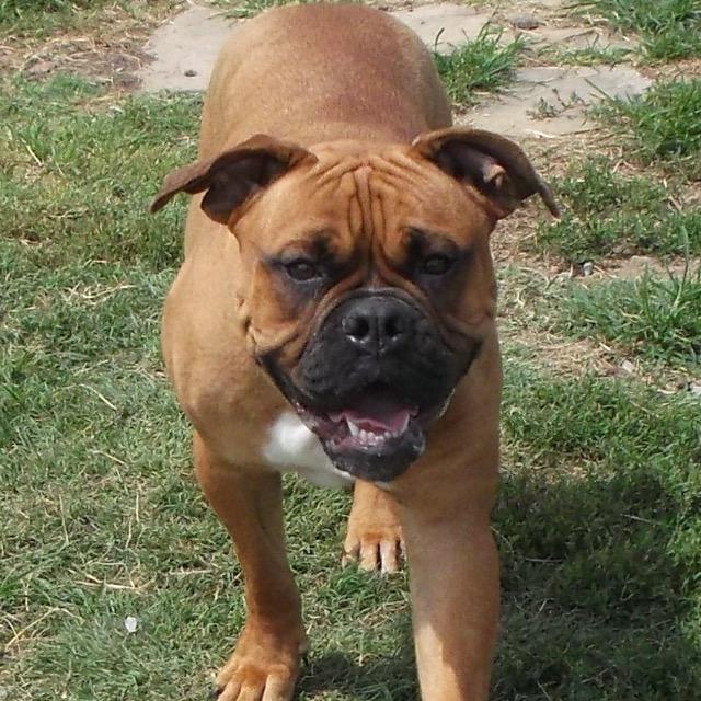 Enlarge Callie, a Adopted English Bulldog in Farmersville, TX image 4/4