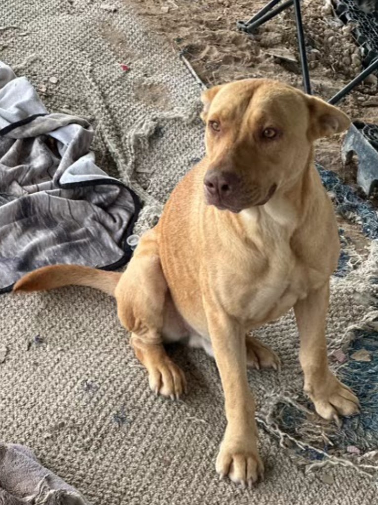 Canelo, a Adoptable mixed breed in Cincinnati, OH image 5/6