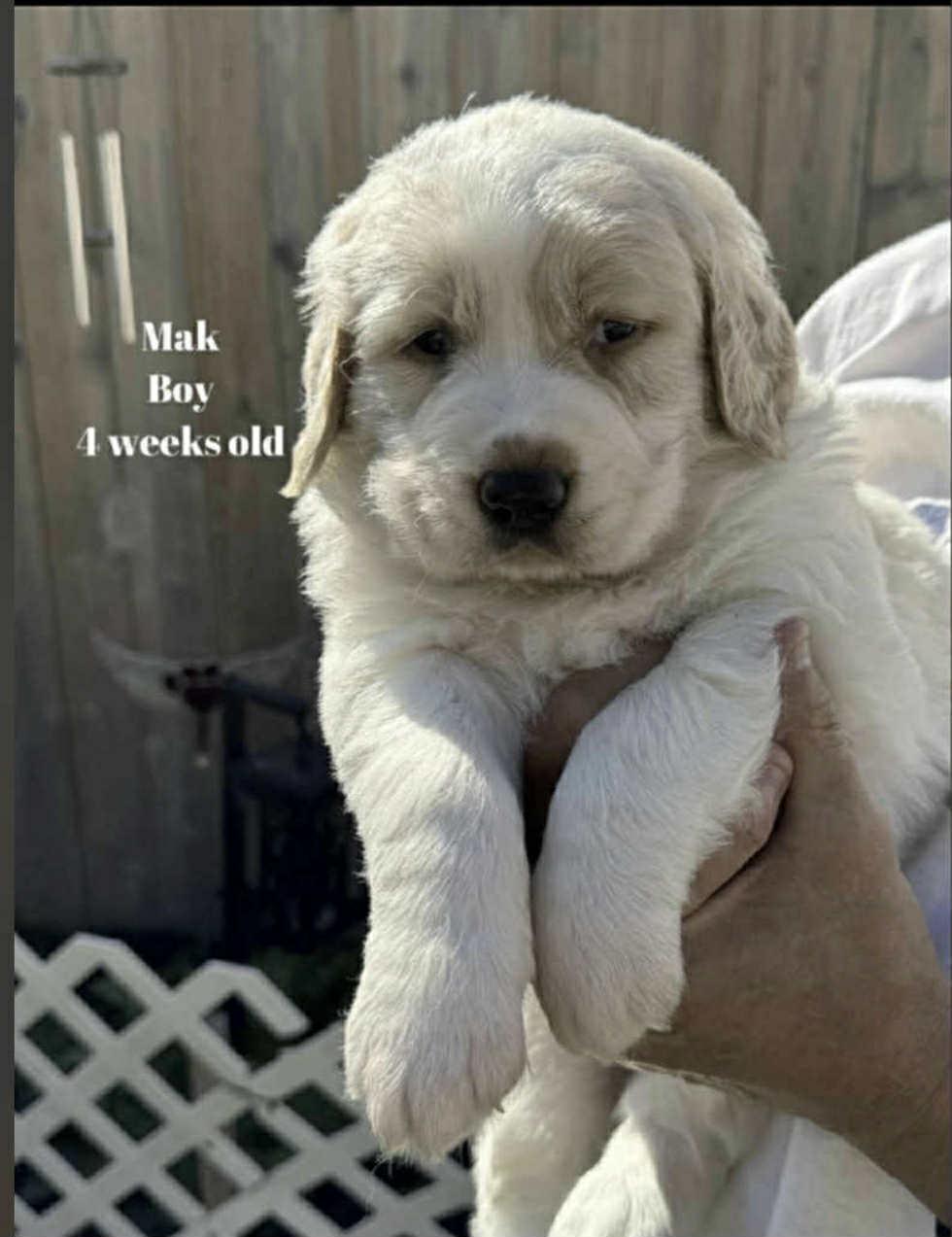 Makozhe aka Mak, an adoptable Coonhound, Labrador Retriever in Winnipeg, MB, R2R 1s1 | Photo Image 1