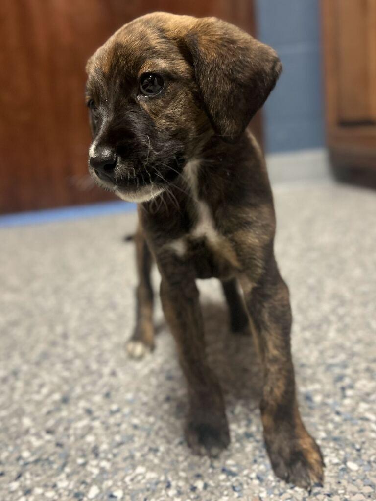 Enlarge MARY ELLA, a Adoptable American Staffordshire Terrier in Athens, AL image 2/6