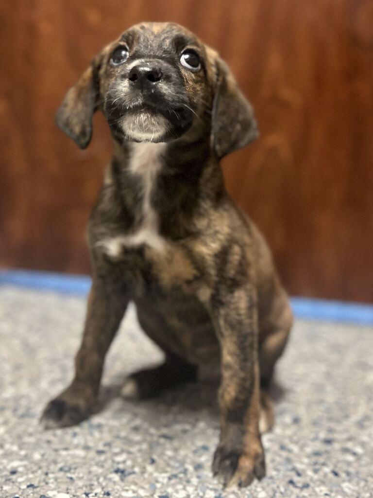 Enlarge MARY ELLA, a Adoptable American Staffordshire Terrier in Athens, AL image 6/6