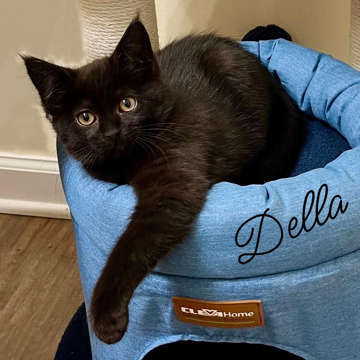 Della, Adopted, Kitten Female Domestic Short Hair.