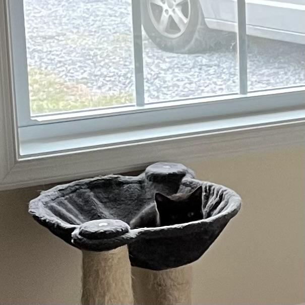 Enlarge Della, a Adopted Domestic Short Hair in Winchester, VA image 3/3