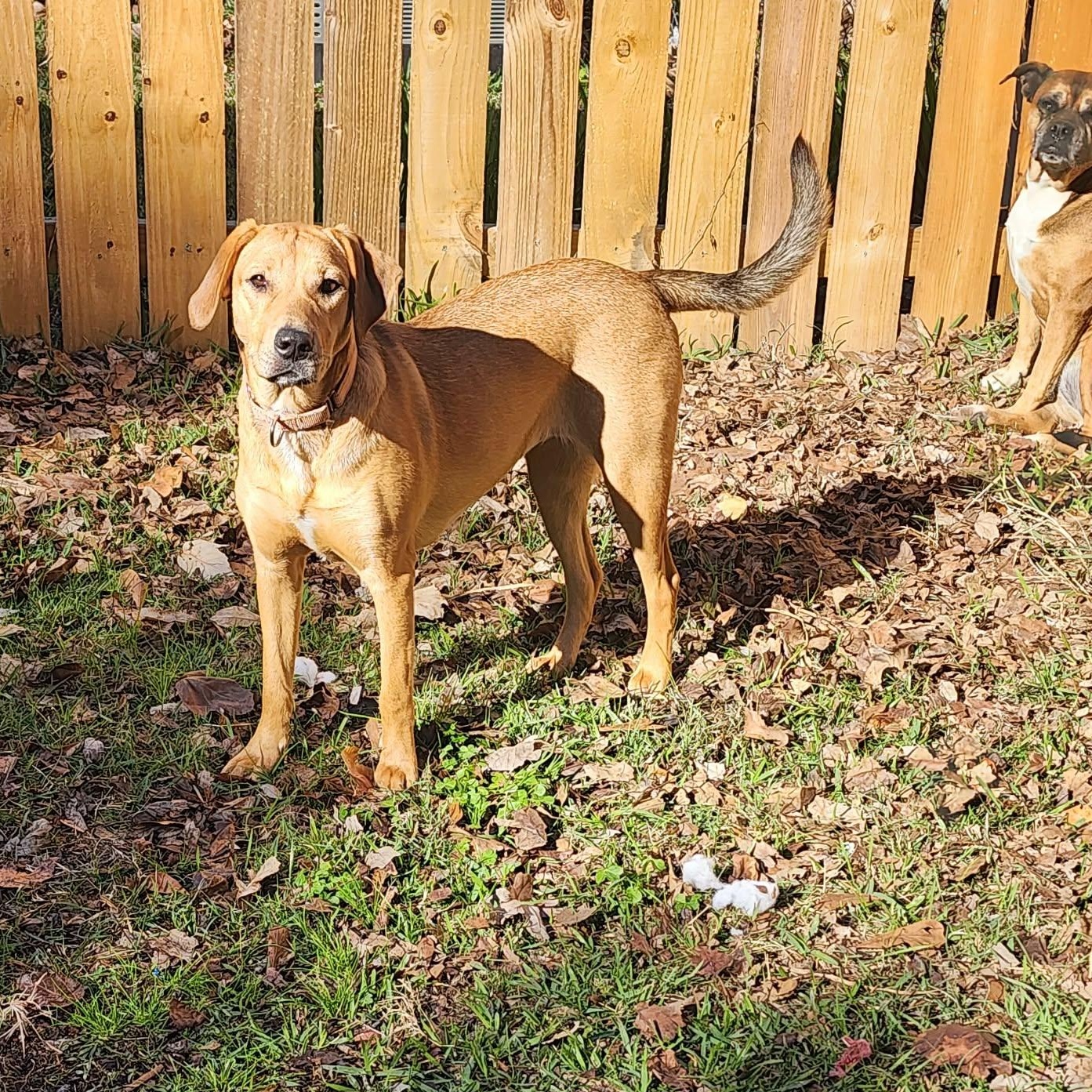 Enlarge Baby, a Adoptable mixed breed in Unionville, CT image 4/6