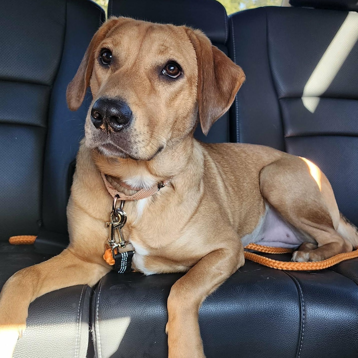 Baby, adopted, Young Female Labrador Retriever & Redbone Coonhound.