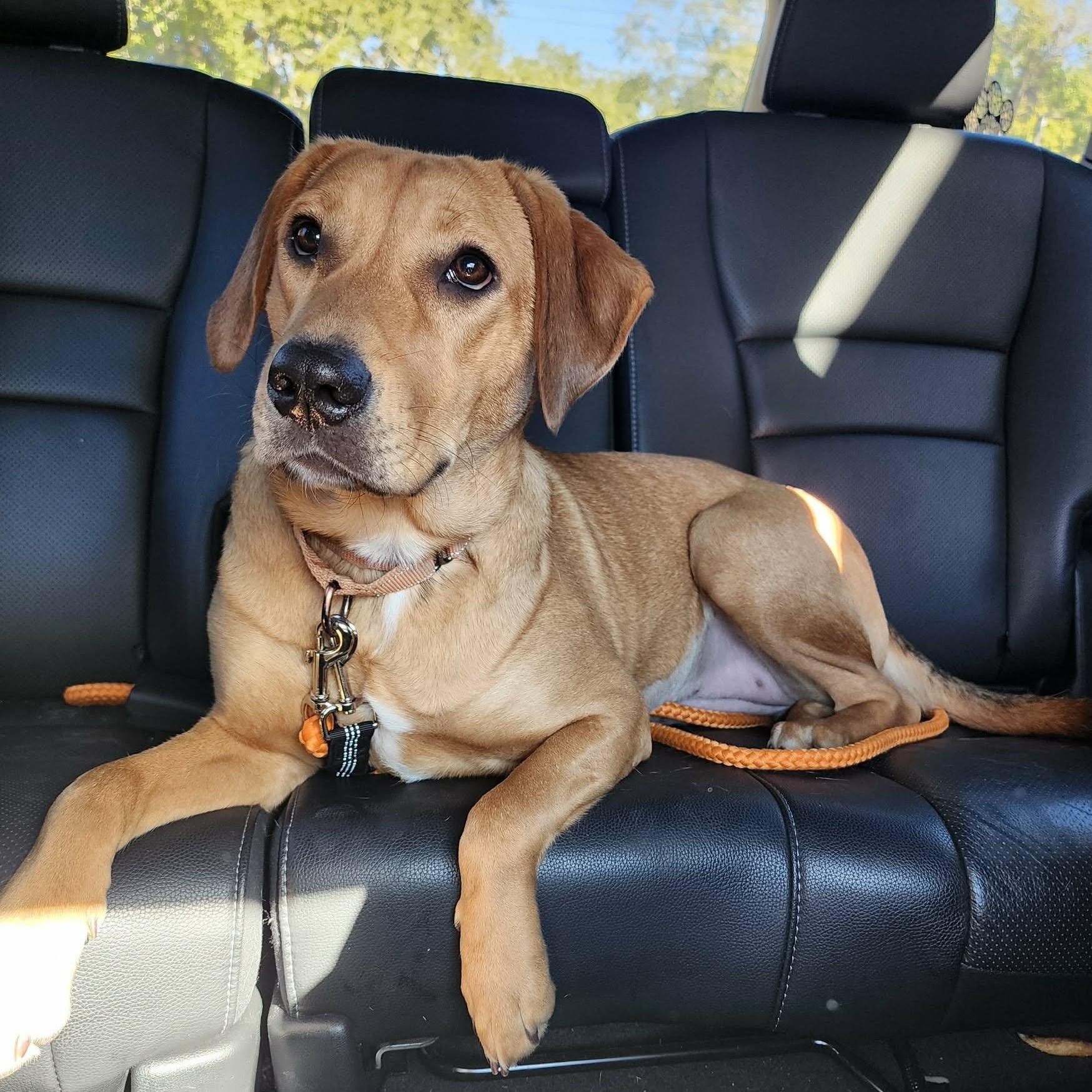 Enlarge Baby, a Adoptable mixed breed in Unionville, CT image 2/6