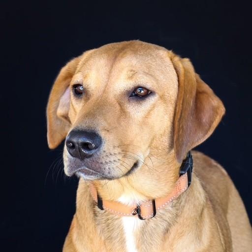 Enlarge Baby, a Adoptable mixed breed in Unionville, CT image 1/6