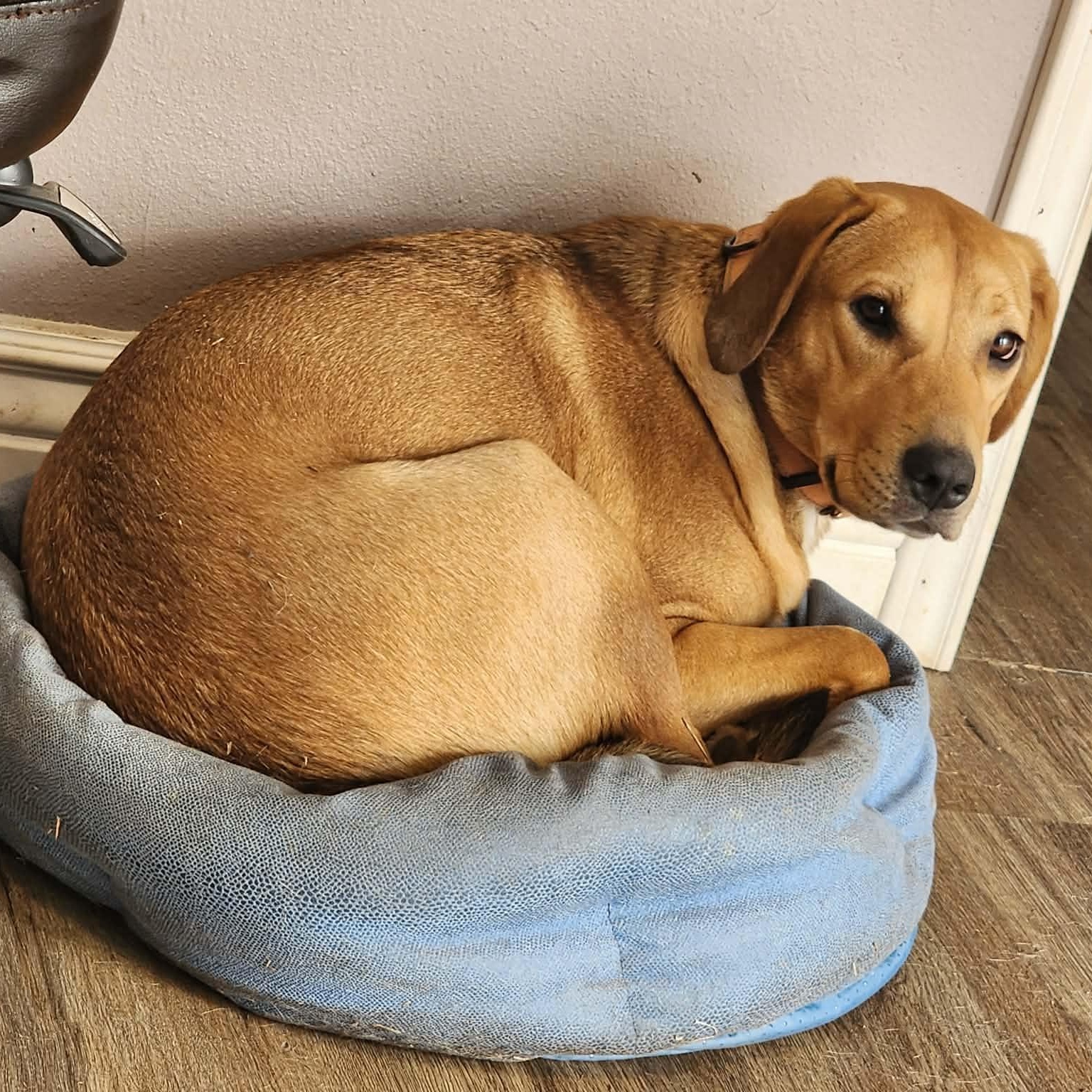 Enlarge Baby, a Adoptable mixed breed in Unionville, CT image 6/6