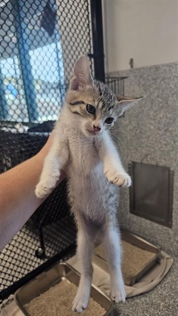 MACKEREL, Adoptable, Kitten Male Domestic Short Hair.