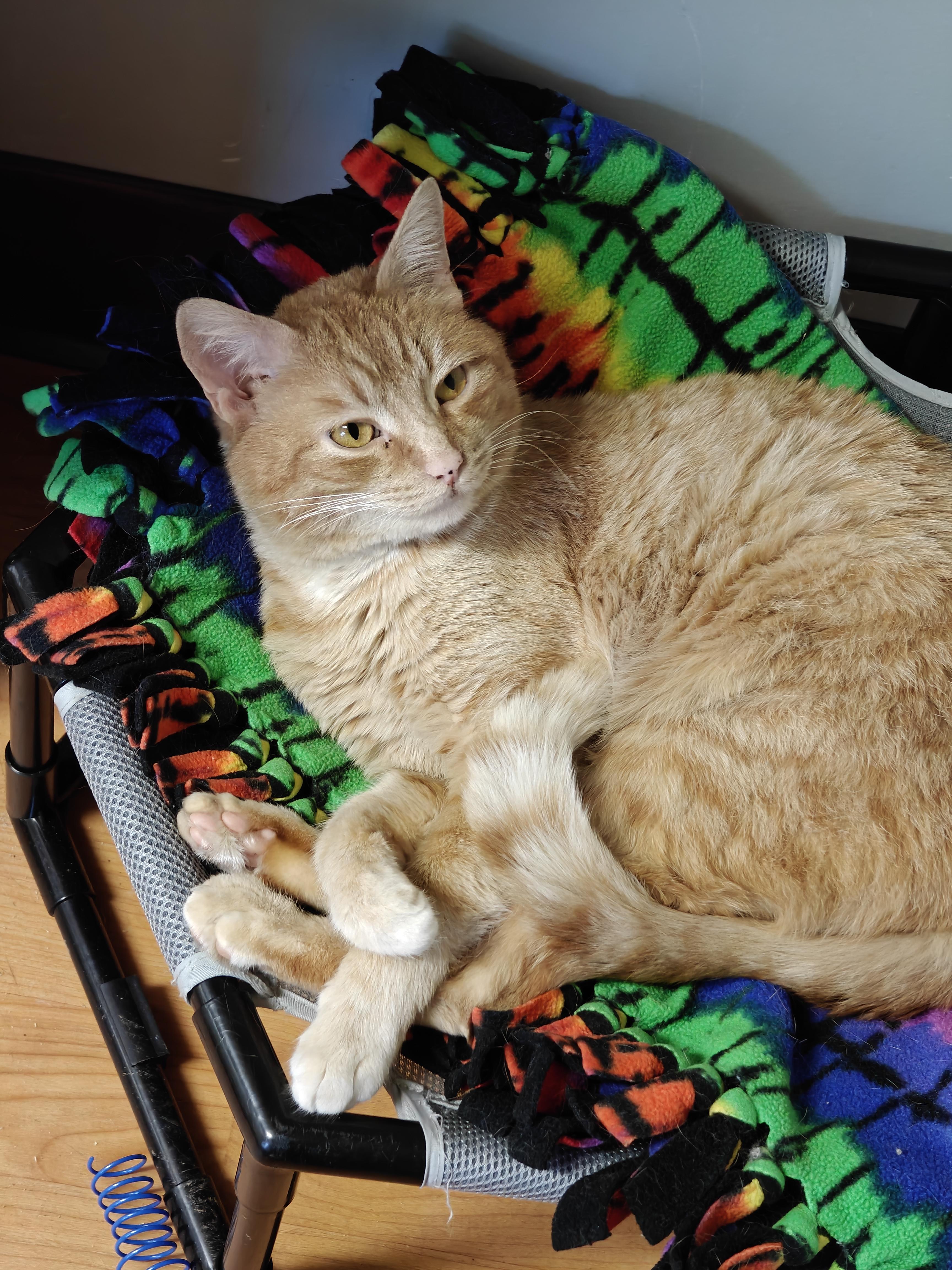 Enlarge Slim , a ADOPTABLE Domestic Short Hair in New Britain, CT image 3/4