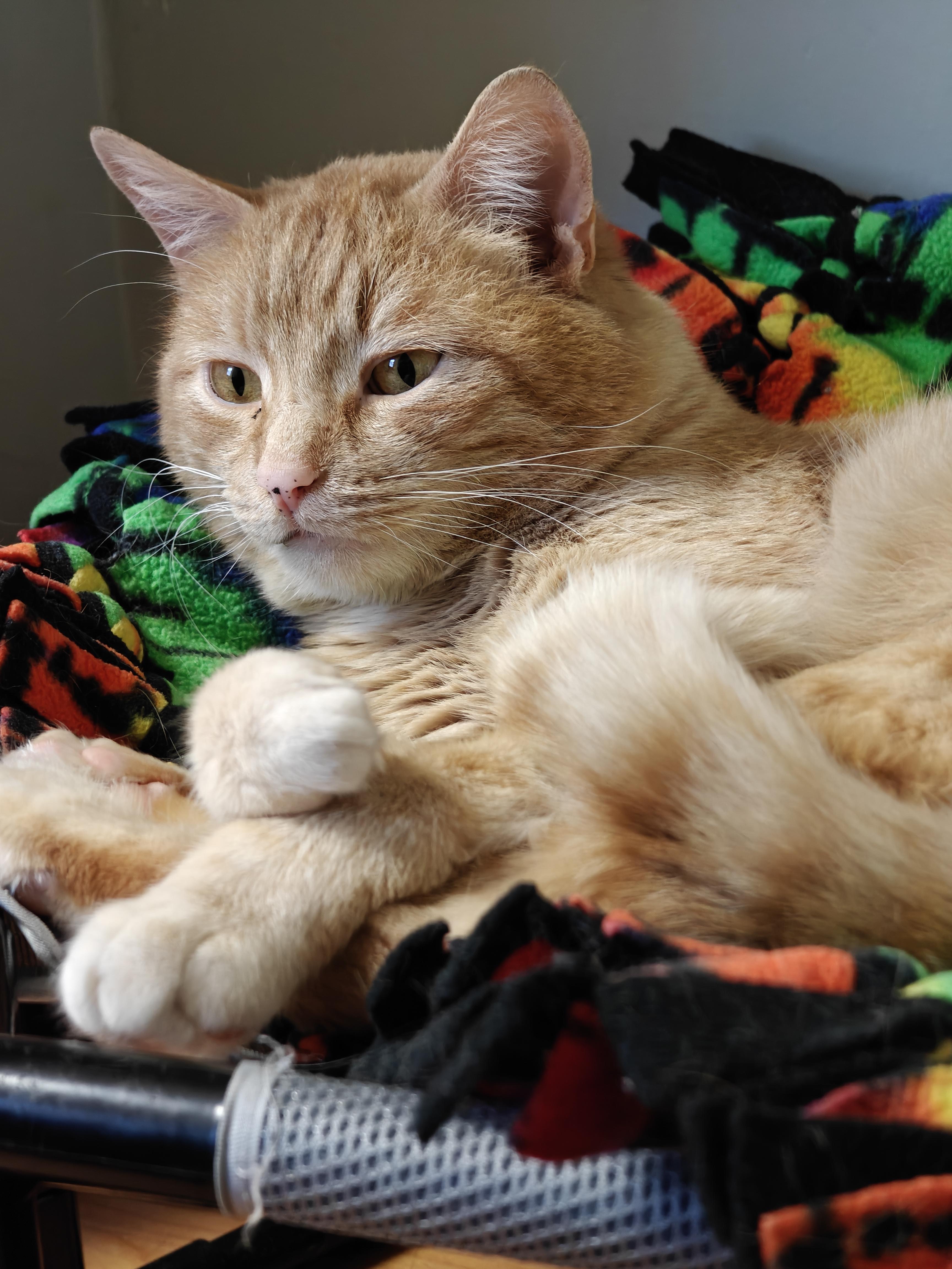 Enlarge Slim , a ADOPTABLE Domestic Short Hair in New Britain, CT image 2/4