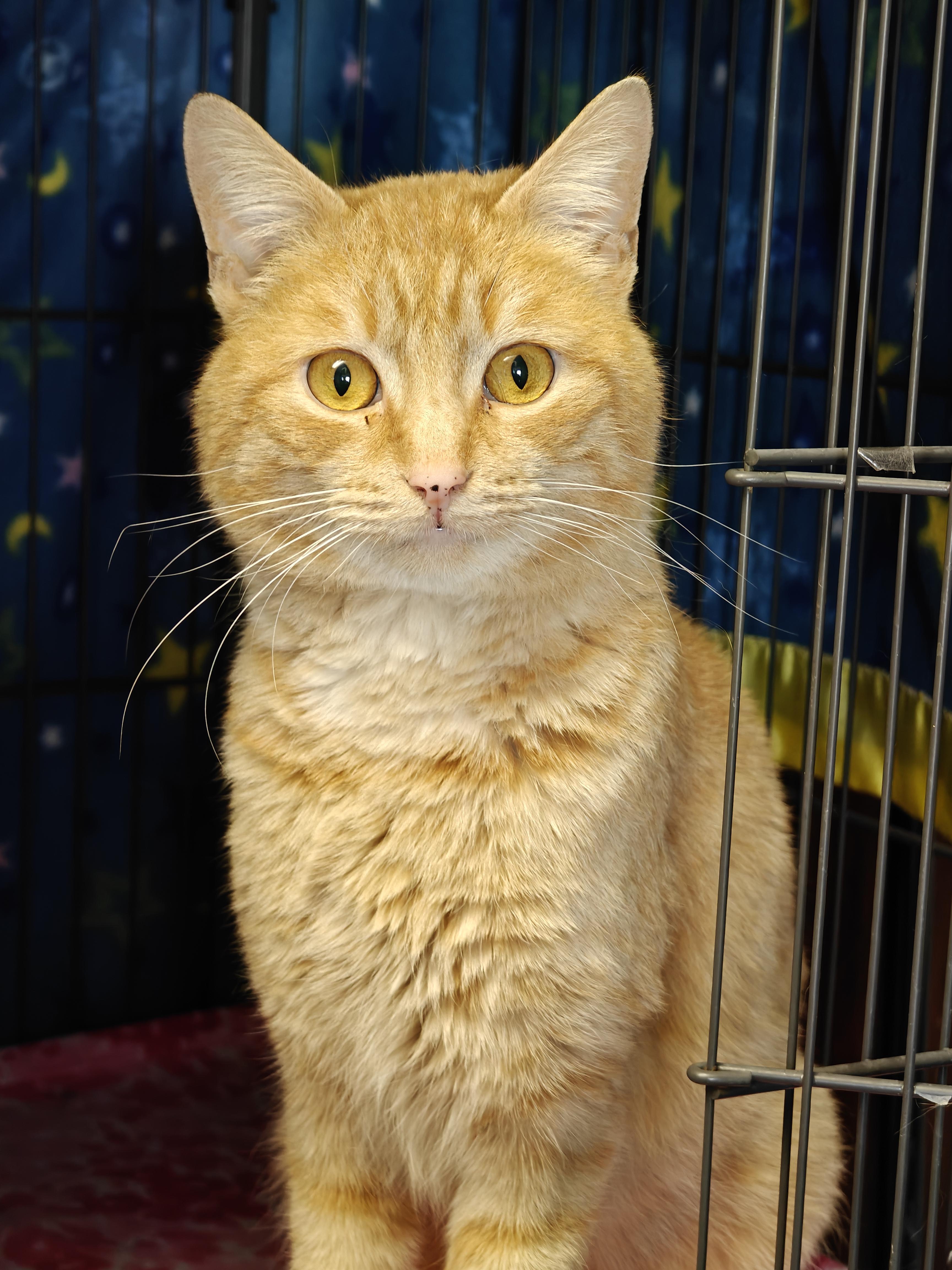 Slim , ADOPTABLE, Young Male Domestic Short Hair.