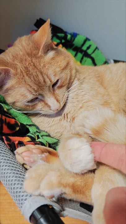 Enlarge Slim , a ADOPTABLE Domestic Short Hair in New Britain, CT video 4/4