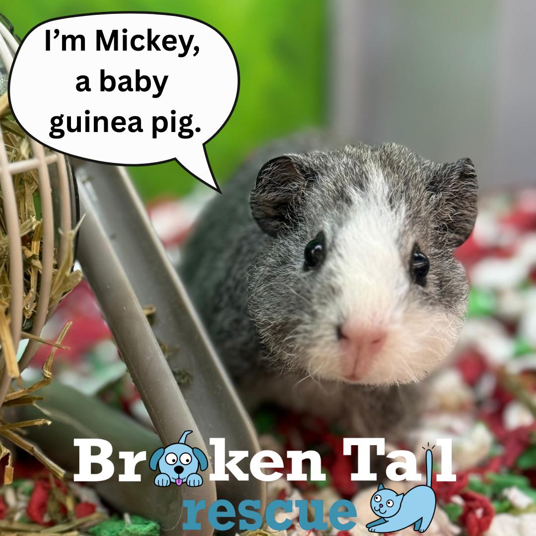 Enlarge Mickey, a ADOPTABLE Guinea Pig in Cambridge, MA image 1/2
