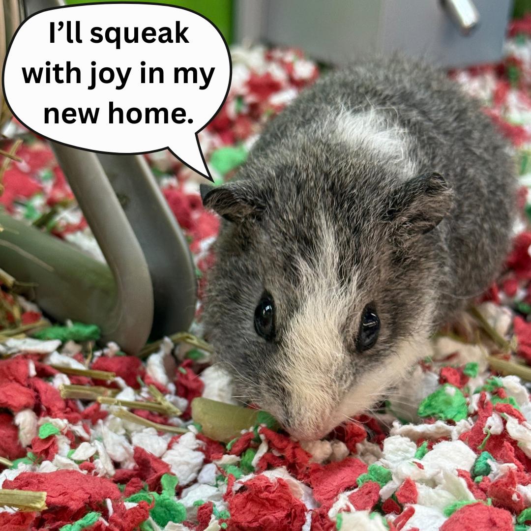 Enlarge Mickey, a ADOPTABLE Guinea Pig in Cambridge, MA image 2/2