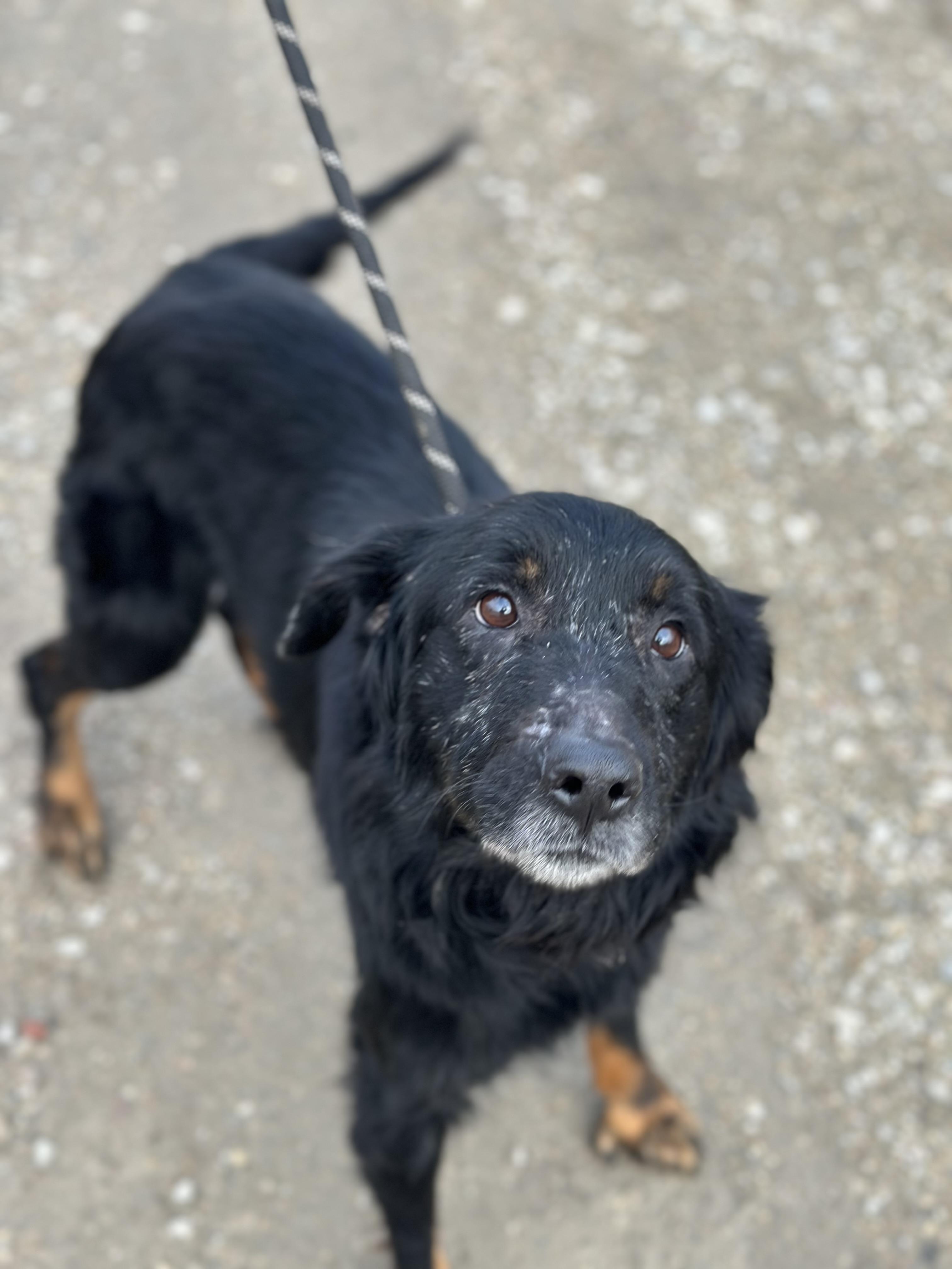 Enlarge Villa, a ADOPTABLE Mixed Breed in Gloucester, VA image 2/3