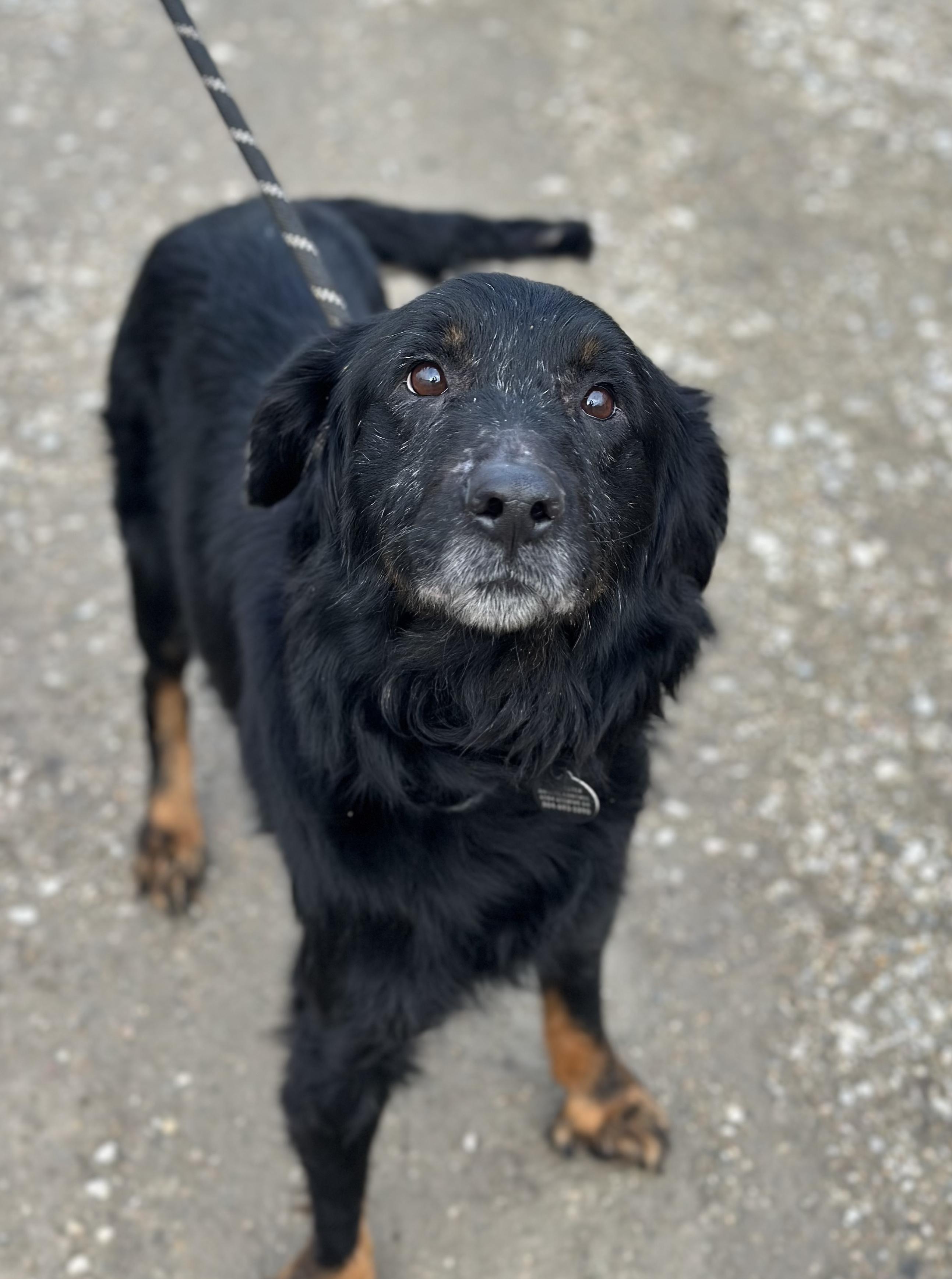 Enlarge Villa, a ADOPTABLE Mixed Breed in Gloucester, VA image 1/3