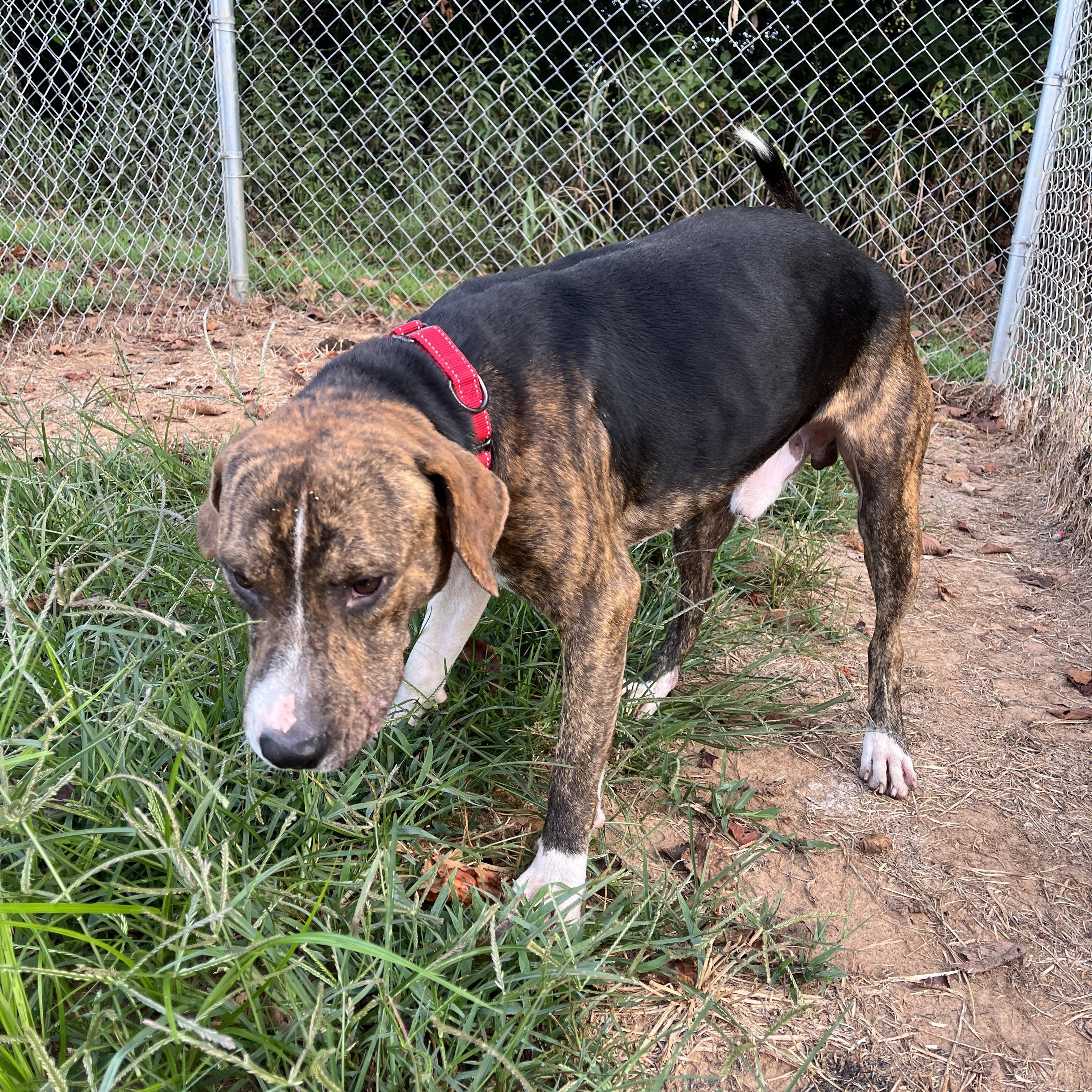 Enlarge Gable, a Adoptable mixed breed in McKenzie, TN image 5/6