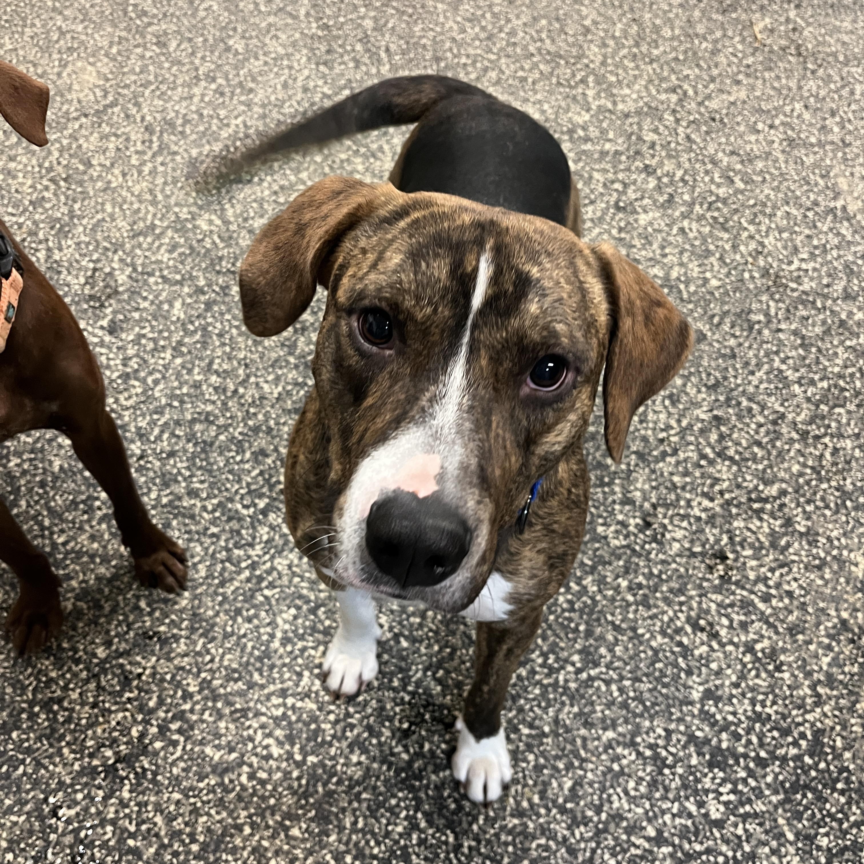 Gable, Adoptable, Adult Male Plott Hound & Black Mouth Cur.