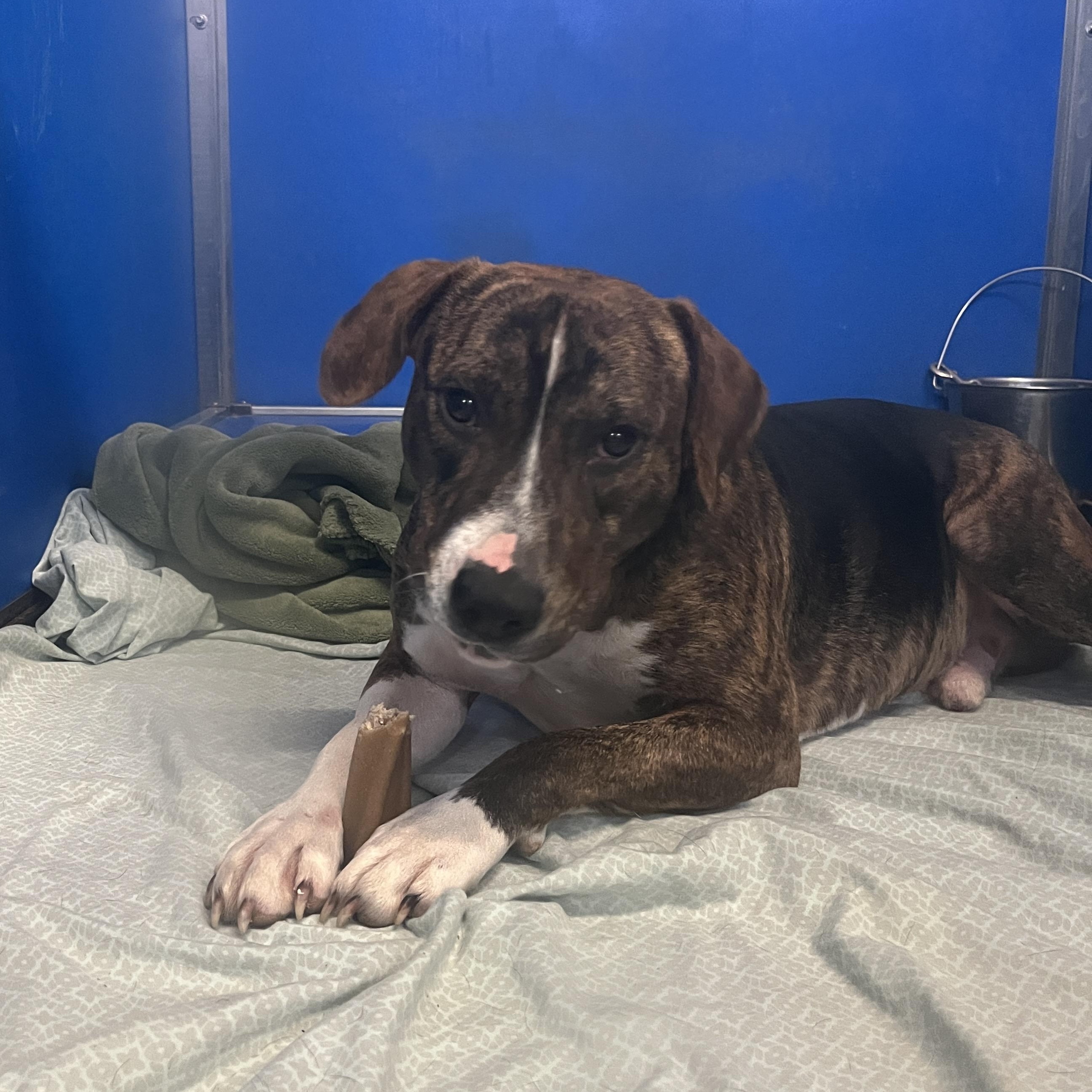 Gable, Adoptable, Adult Male Plott Hound & Black Mouth Cur.