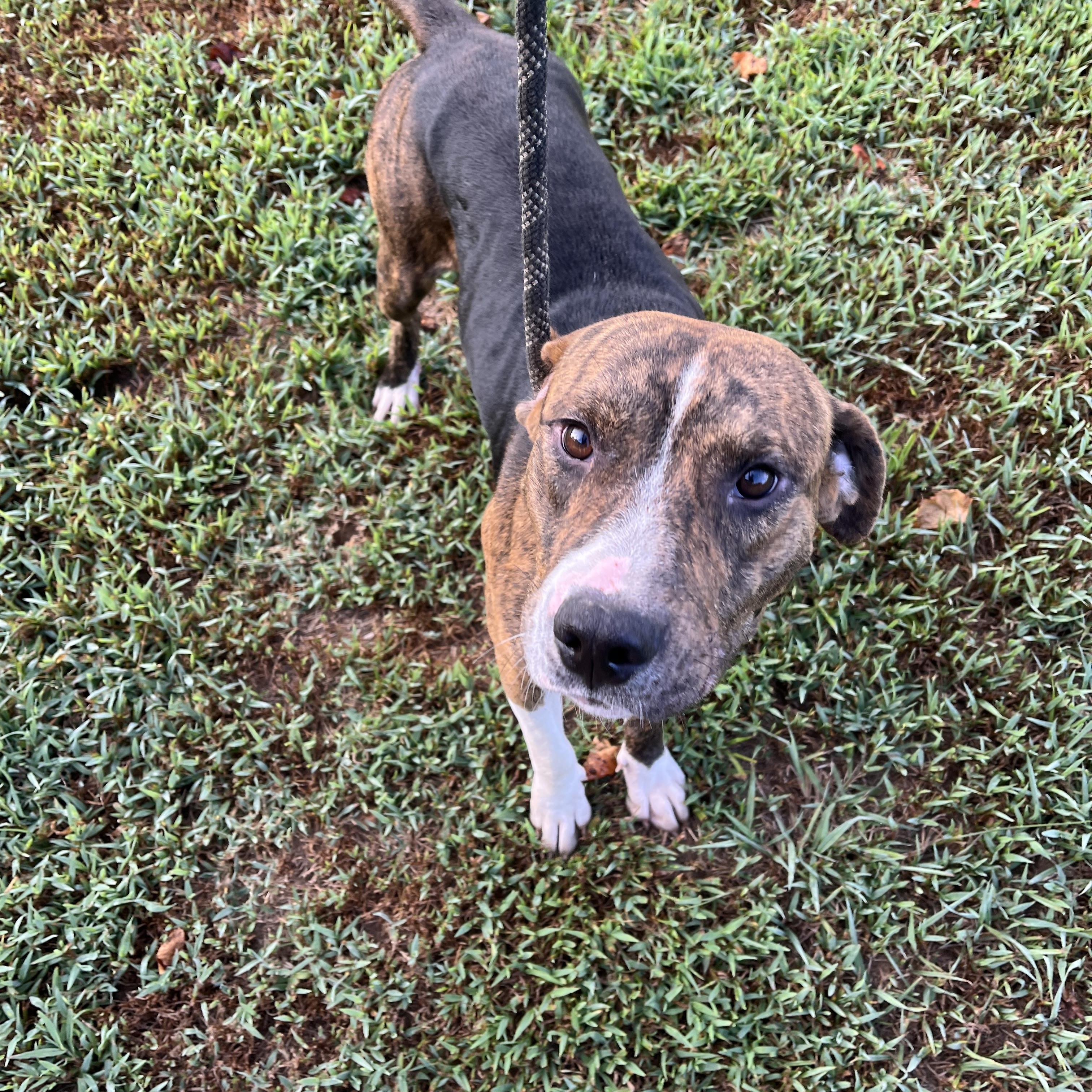 Enlarge Gable, a Adoptable mixed breed in McKenzie, TN image 4/6