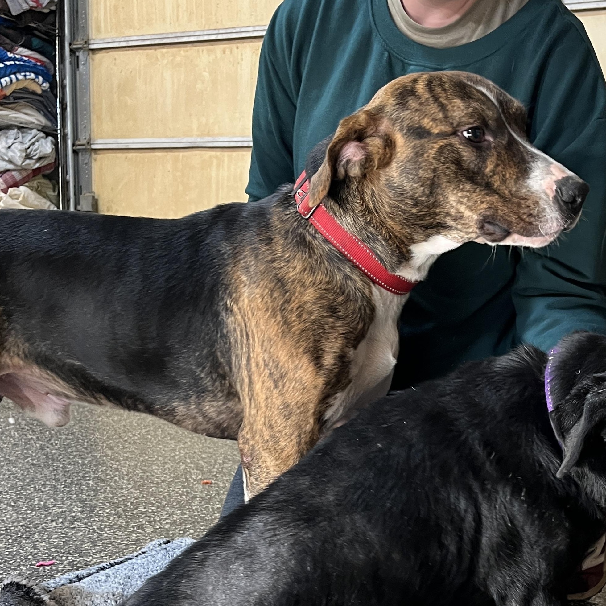 Enlarge Gable, a Adoptable mixed breed in McKenzie, TN image 3/6