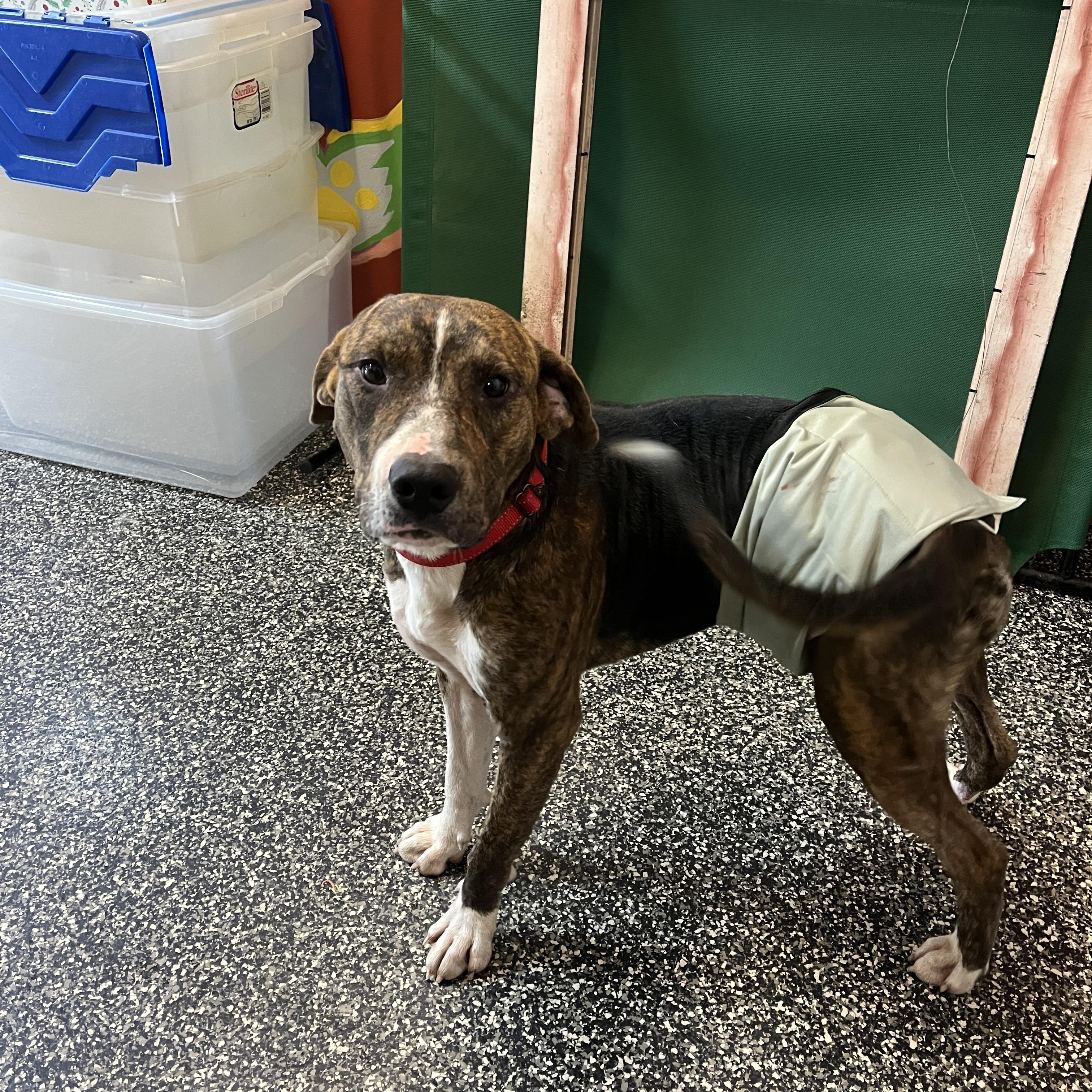 Enlarge Gable, a Adoptable mixed breed in McKenzie, TN image 2/6