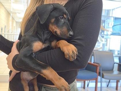 Enlarge Mina, a Adoptable mixed breed in Farmers Branch, TX image 1/1