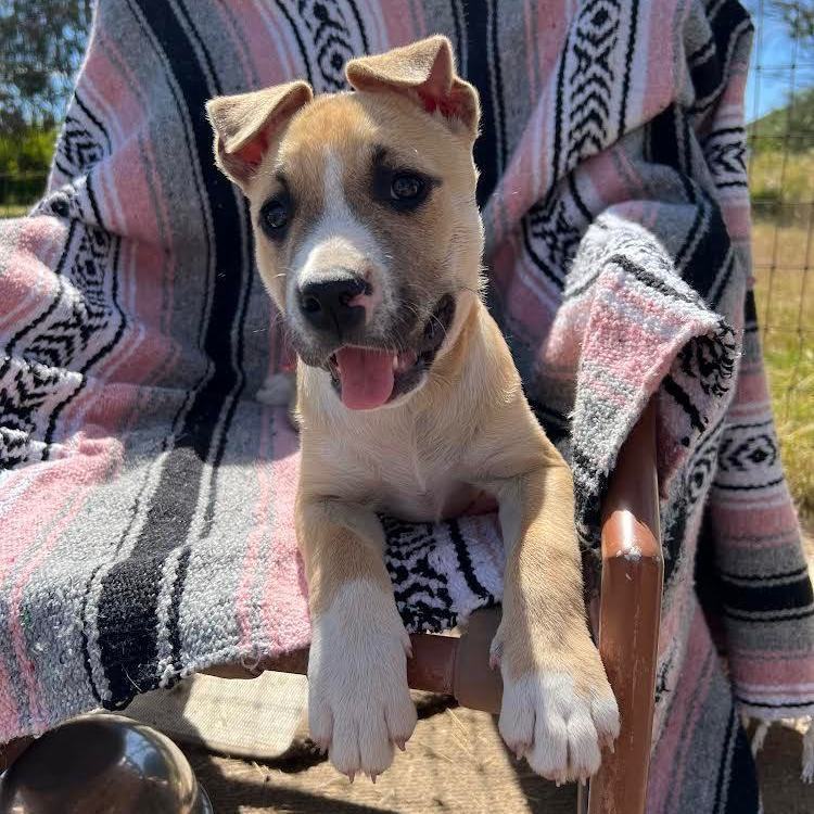 Fearne, Adopted, Puppy Female Pit Bull Terrier.