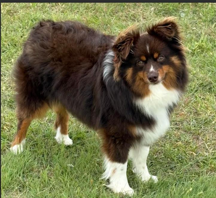 Enlarge Kelsey in TX, a Adoptable Australian Shepherd in Cranston, RI image 1/1