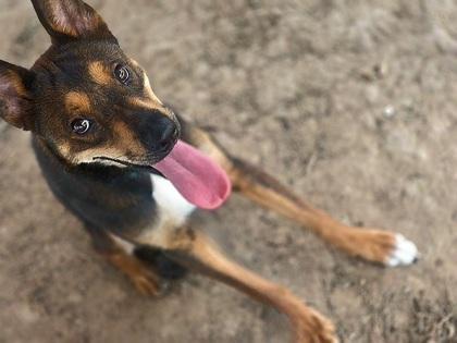 Hazel, a Adoptable mixed breed in Houston, TX image 1/2