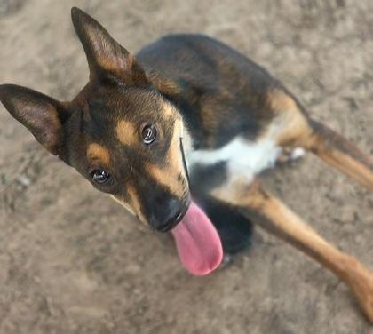 Hazel, a Adoptable mixed breed in Houston, TX image 2/2