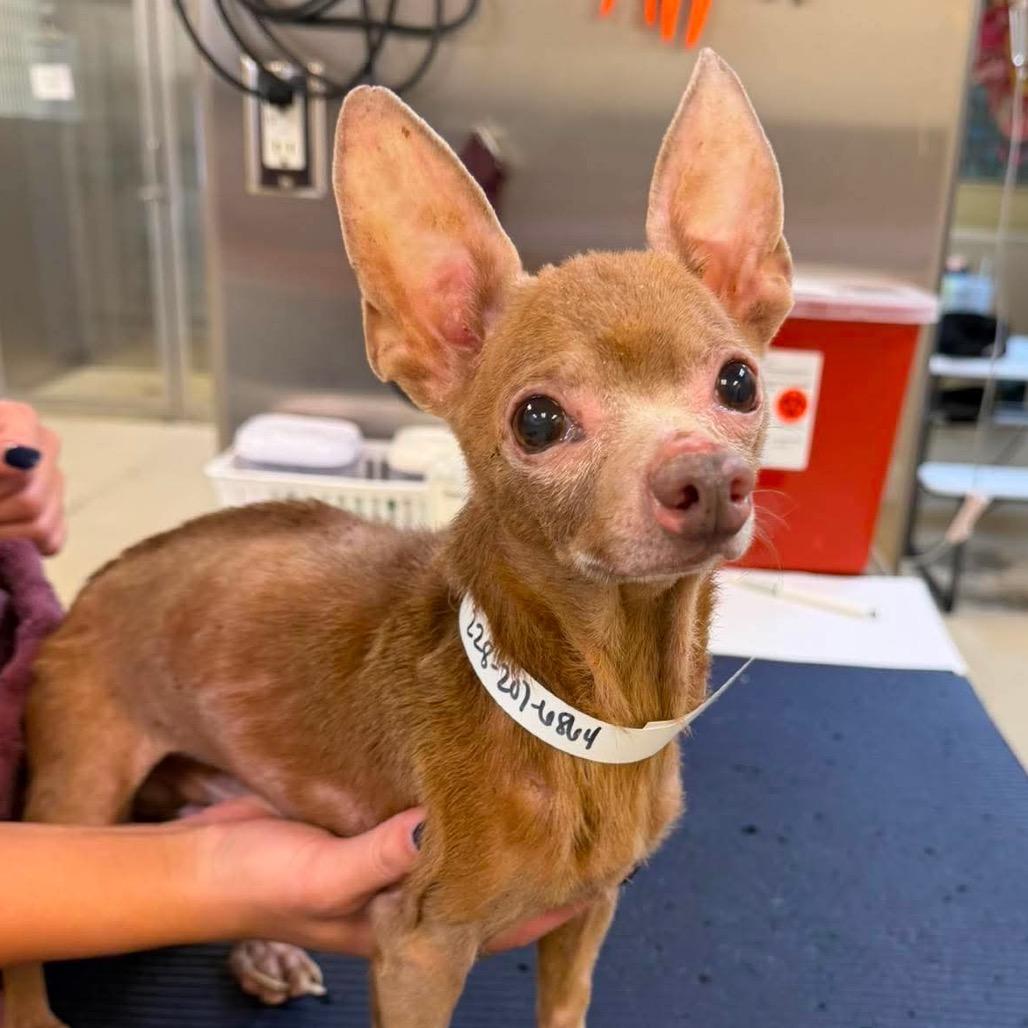 Enlarge Wawa aka Rico, a Adoptable Chihuahua in Gulfport, MS image 1/6