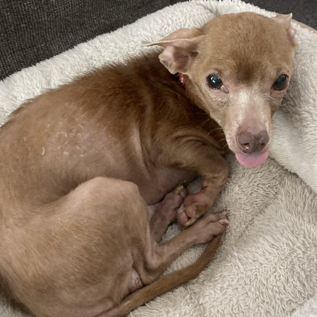 Enlarge Wawa aka Rico, a Adoptable Chihuahua in Gulfport, MS image 2/6