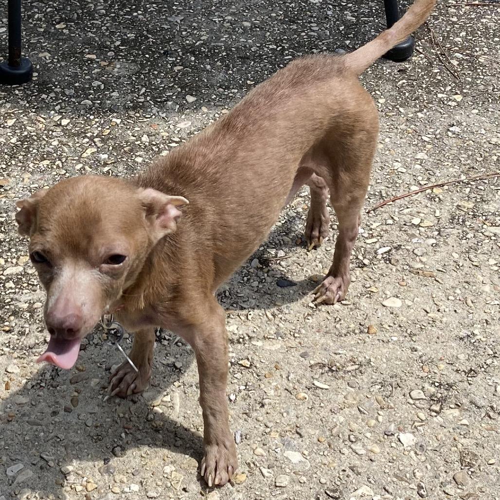 Enlarge Wawa aka Rico, a Adoptable Chihuahua in Gulfport, MS image 3/6
