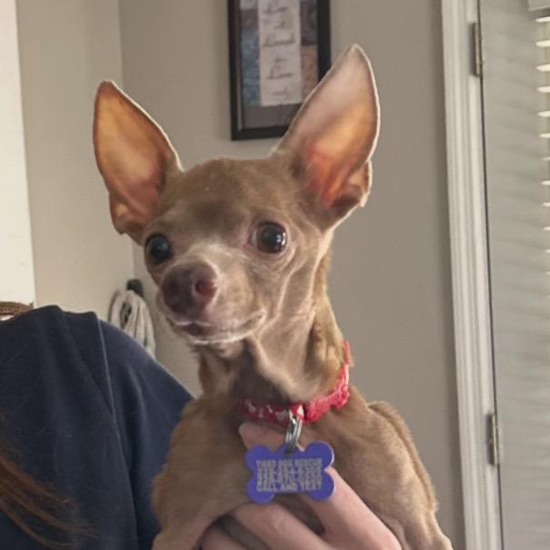 Enlarge Wawa aka Rico, a Adoptable Chihuahua in Gulfport, MS image 4/6