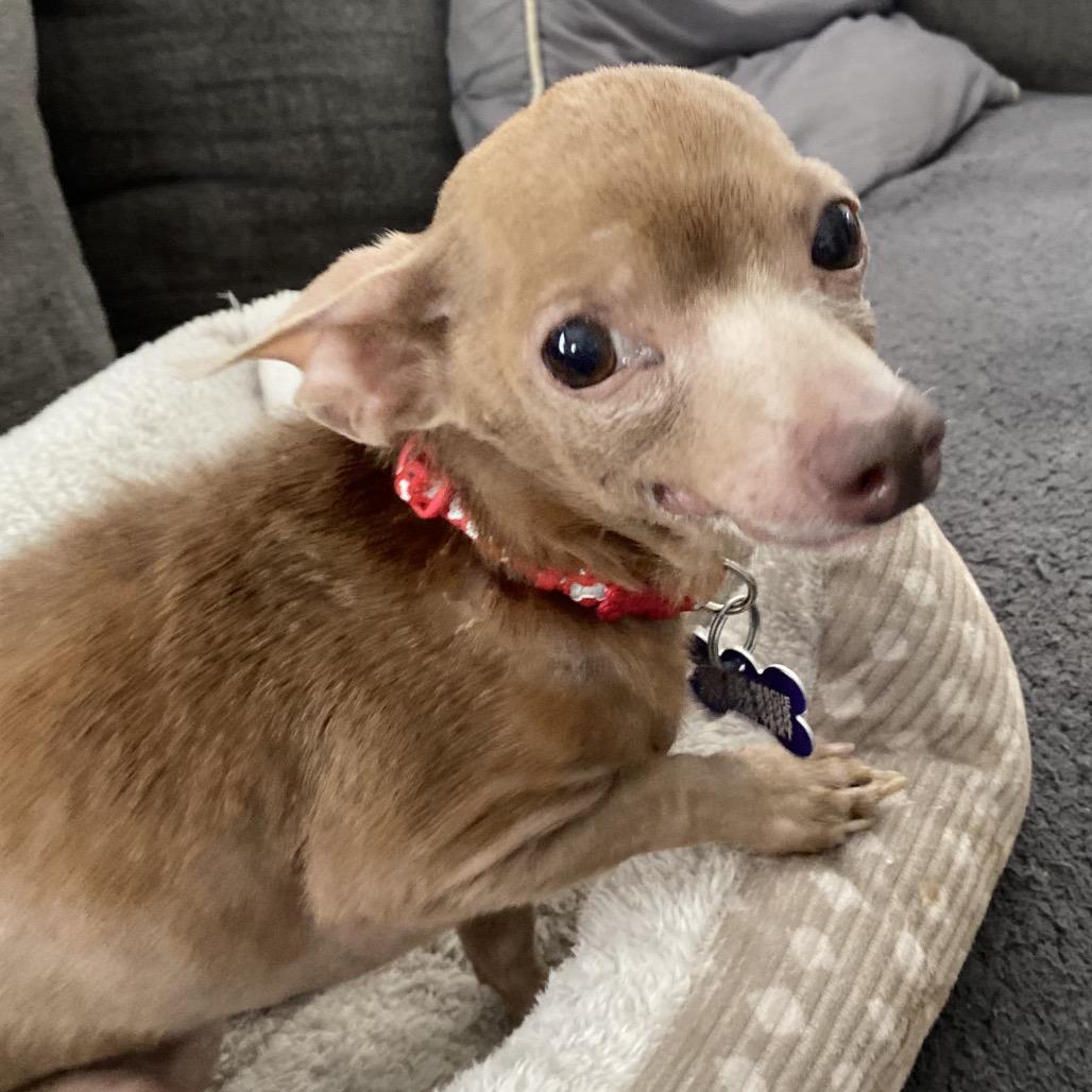 Enlarge Wawa aka Rico, a Adoptable Chihuahua in Gulfport, MS image 5/6